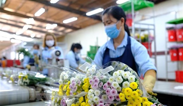 Les fleurs coupées fraîches du Vietnam sont exportées de nouveau vers l Australie